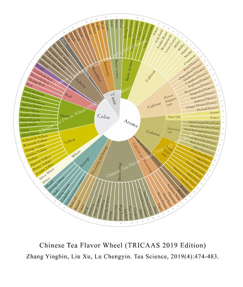 Chinese Tea Flavor Wheel